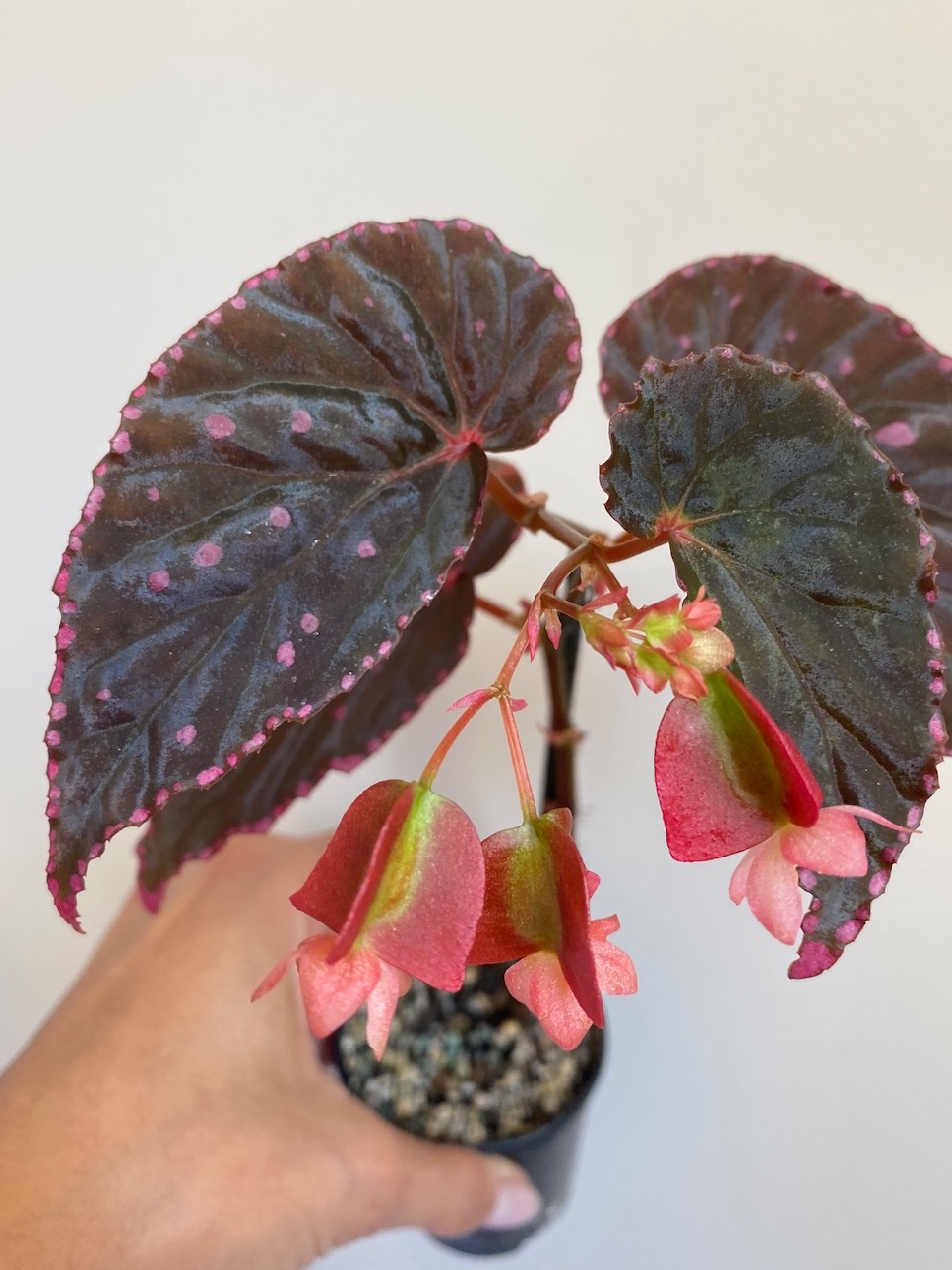 B. ‘Melancholia’